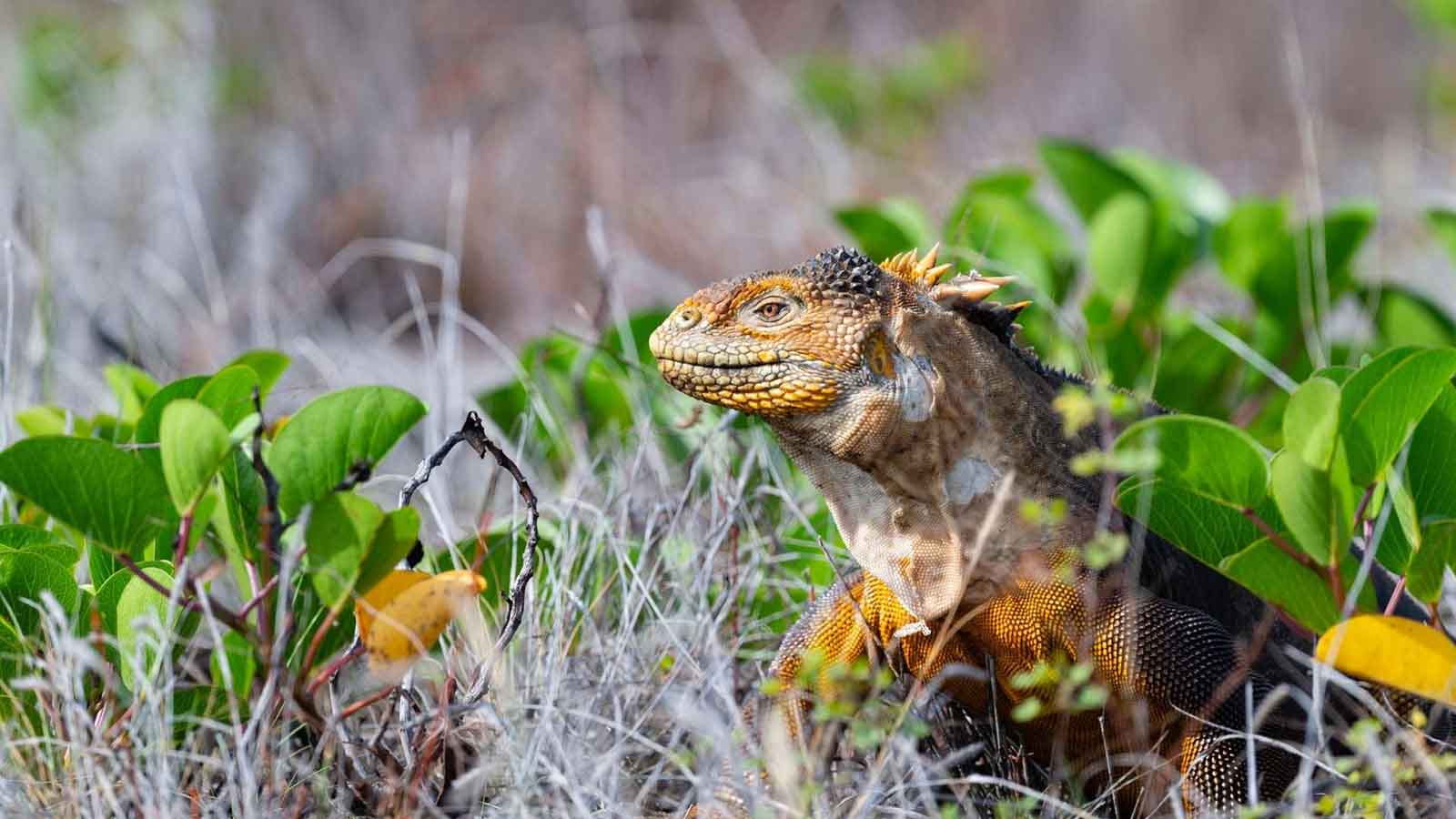 Galapagos Islands: Iguanas are being reintroduced after almost 200 years of their extinction