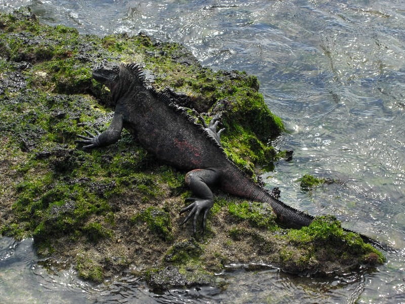 Bahía Sullivan | Marine iguana | Galapagos Islands